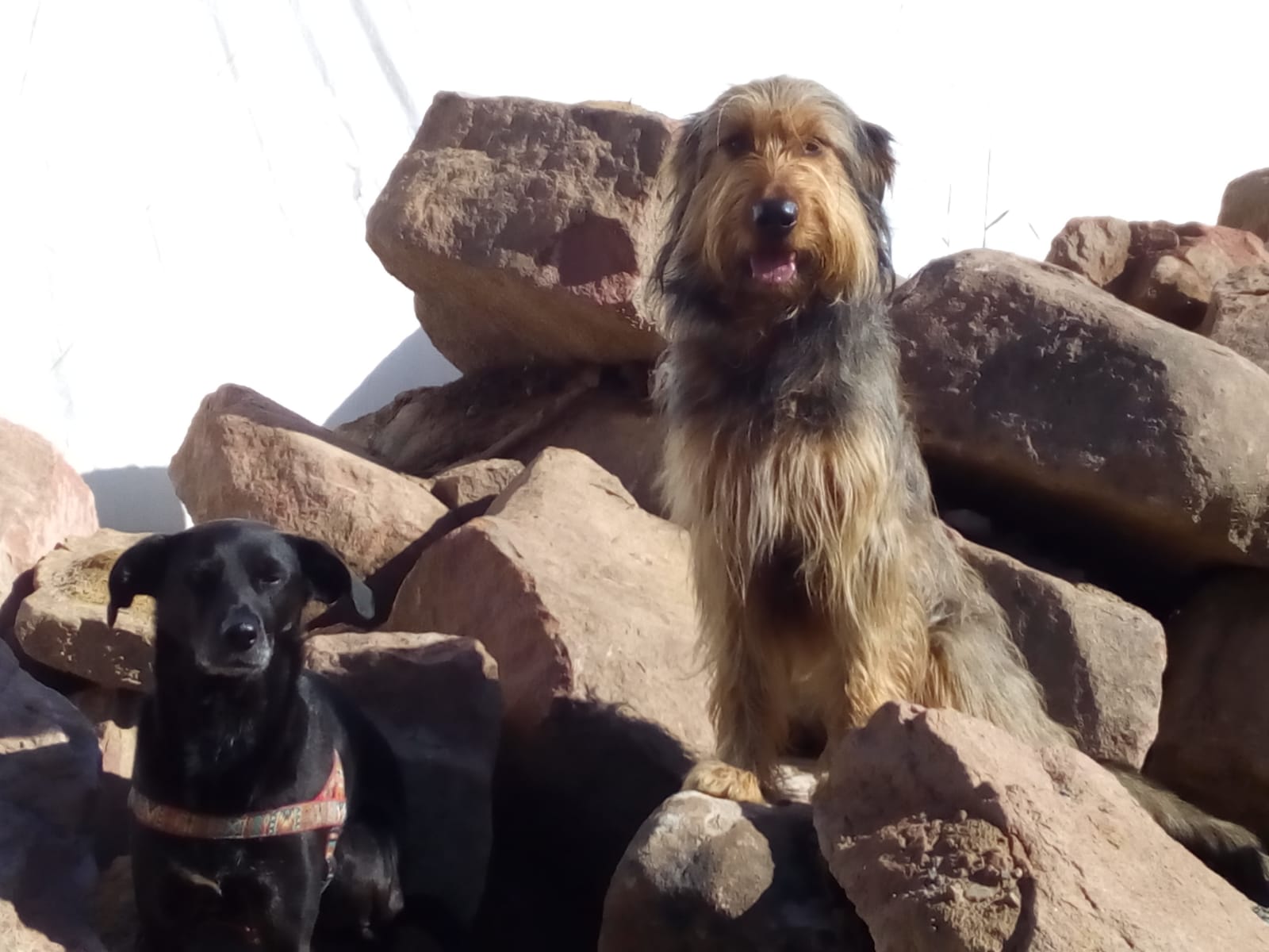 Wäller von der Straubenhalde